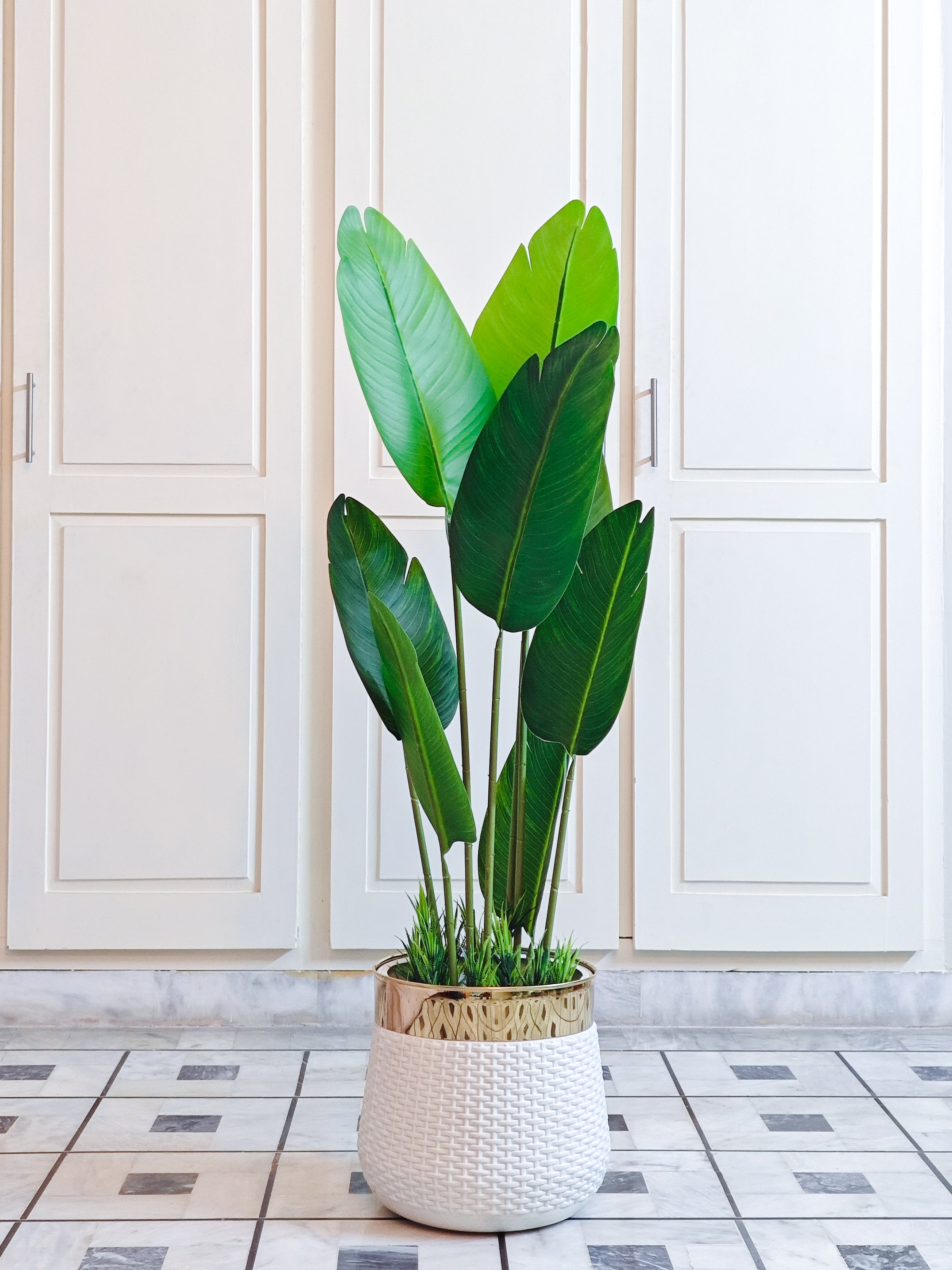 Banana Plant with Black Pot | Home Cuddles