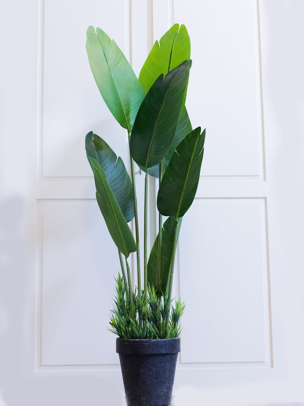 Banana Plant with Black Pot – Home Cuddles