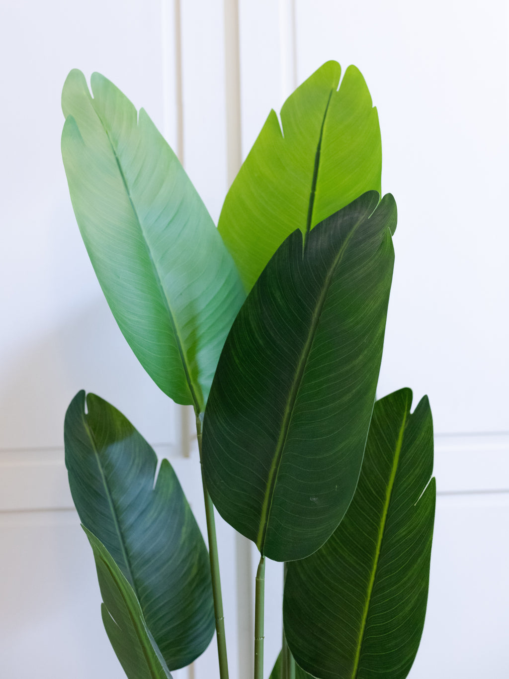 Realistic Banana Plant with Large Green Leaves