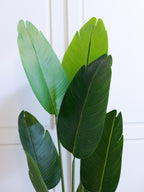 Realistic Banana Plant with Large Green Leaves
