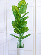 Zebra Plant with Round Leaves in White Pot – Home Cuddles