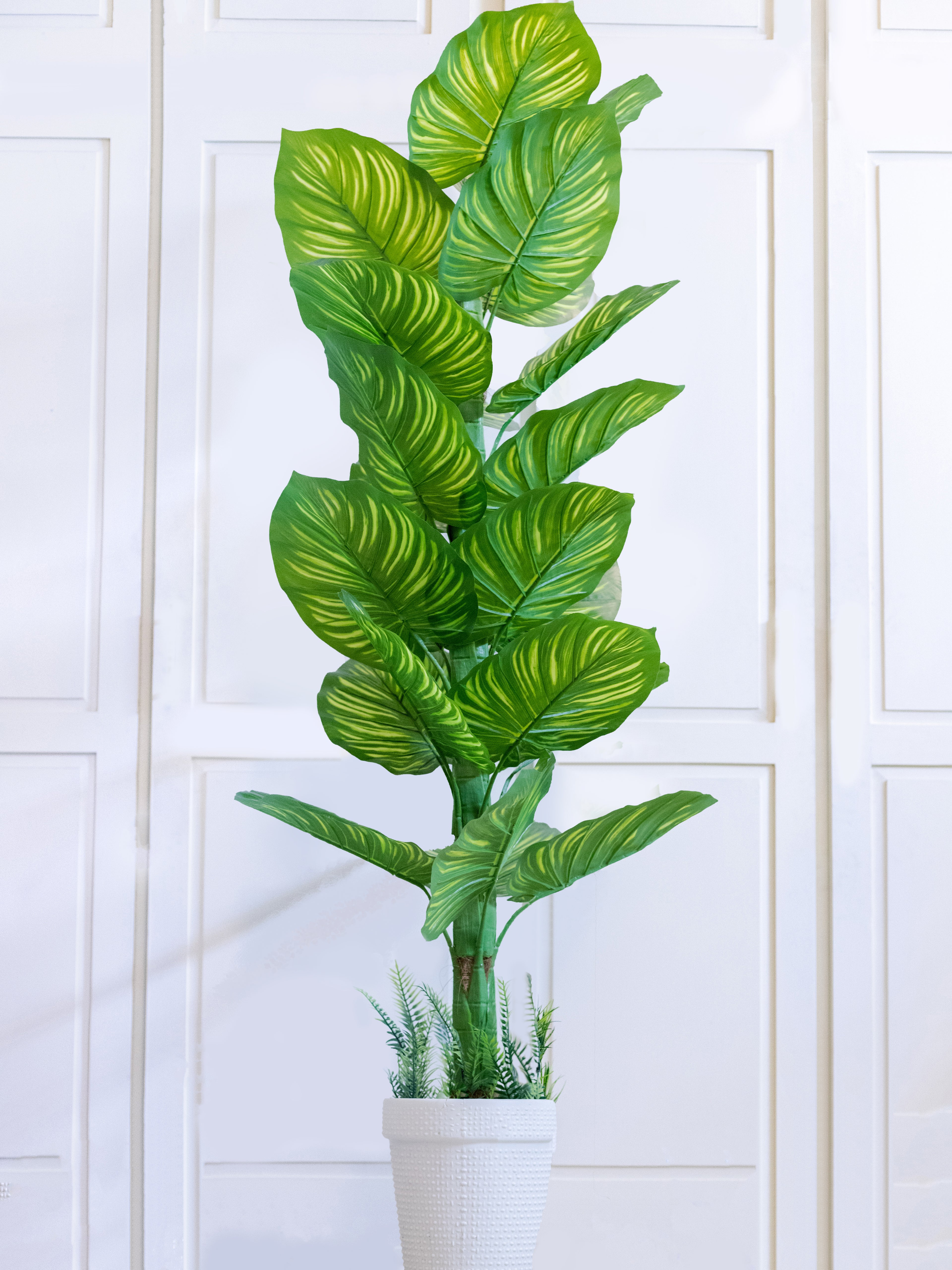 Zebra Plant with Round Leaves in White Pot – Home Cuddles