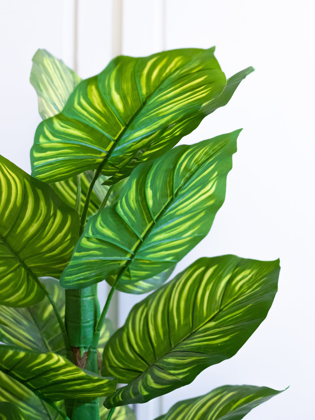 Close-up of Round Green Leaves on Zebra Plant