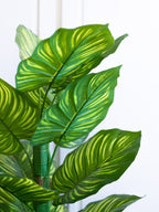 Close-up of Round Green Leaves on Zebra Plant