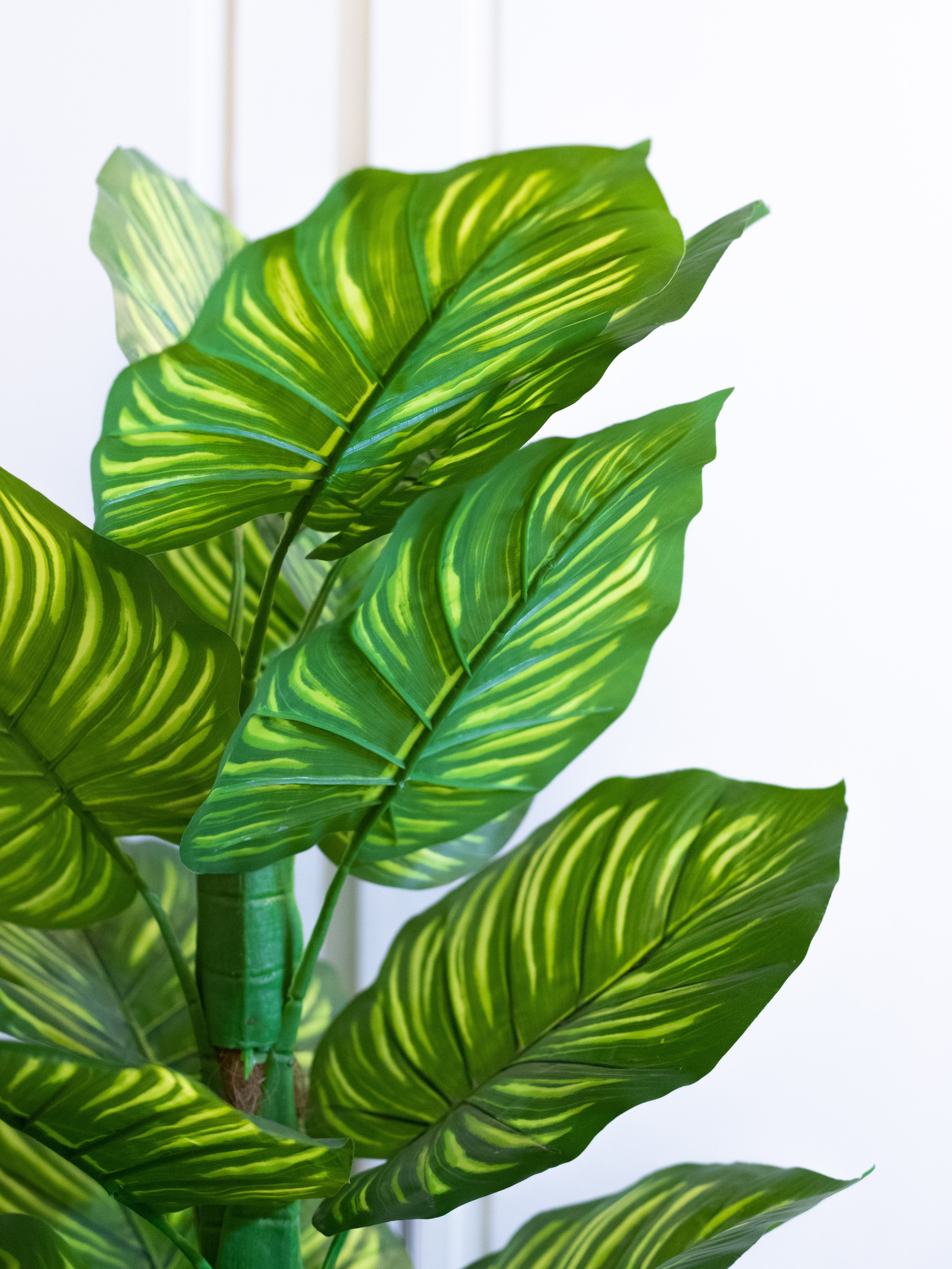 Close-up of Round Green Leaves on Zebra Plant