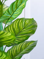 Artificial Zebra Plant for Modern Home Decor