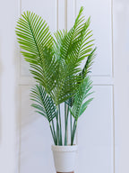 Areca Palm Plant with Regular White Pot – Home Cuddles