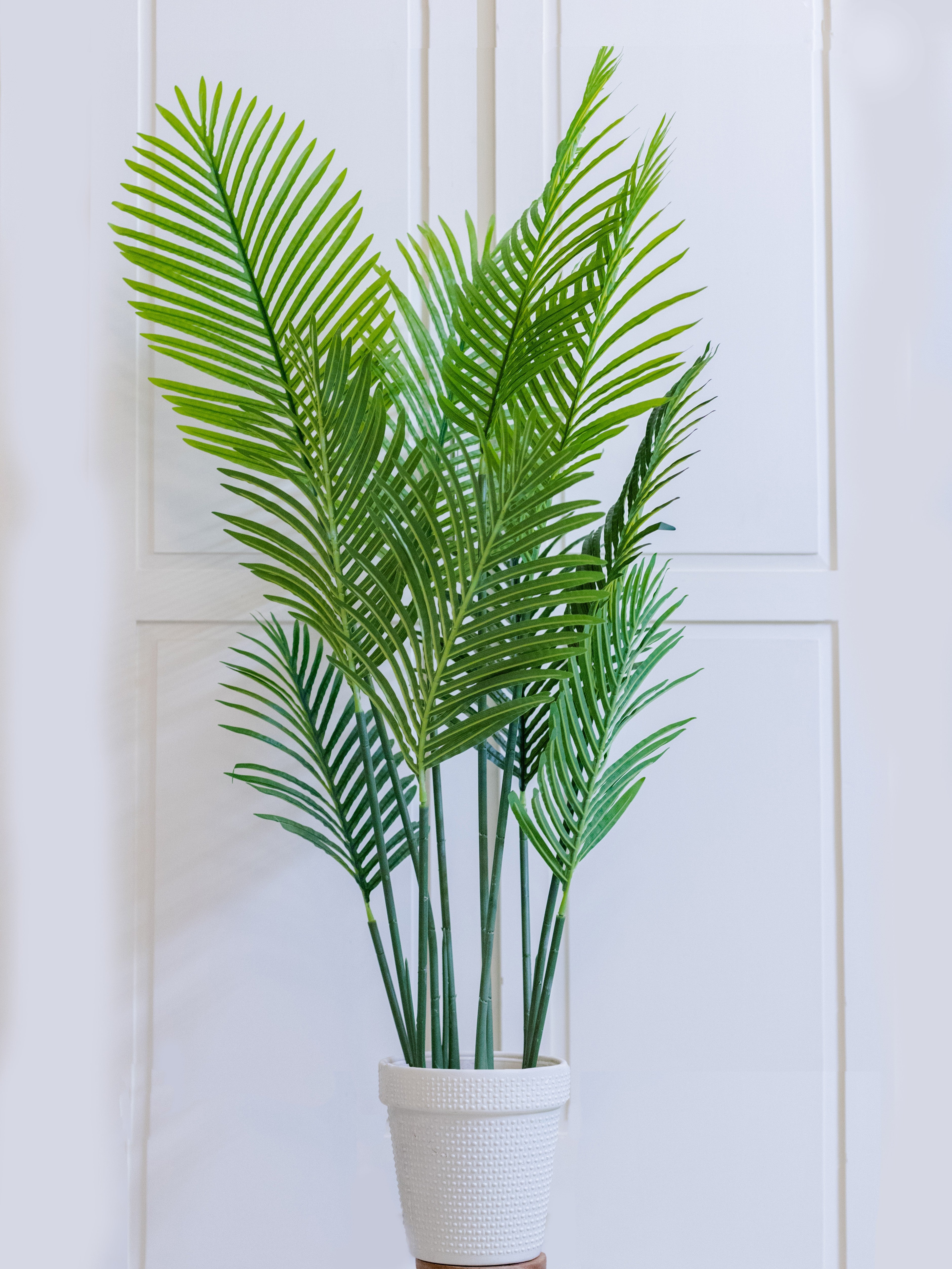 Areca Palm Plant with Regular White Pot – Home Cuddles
