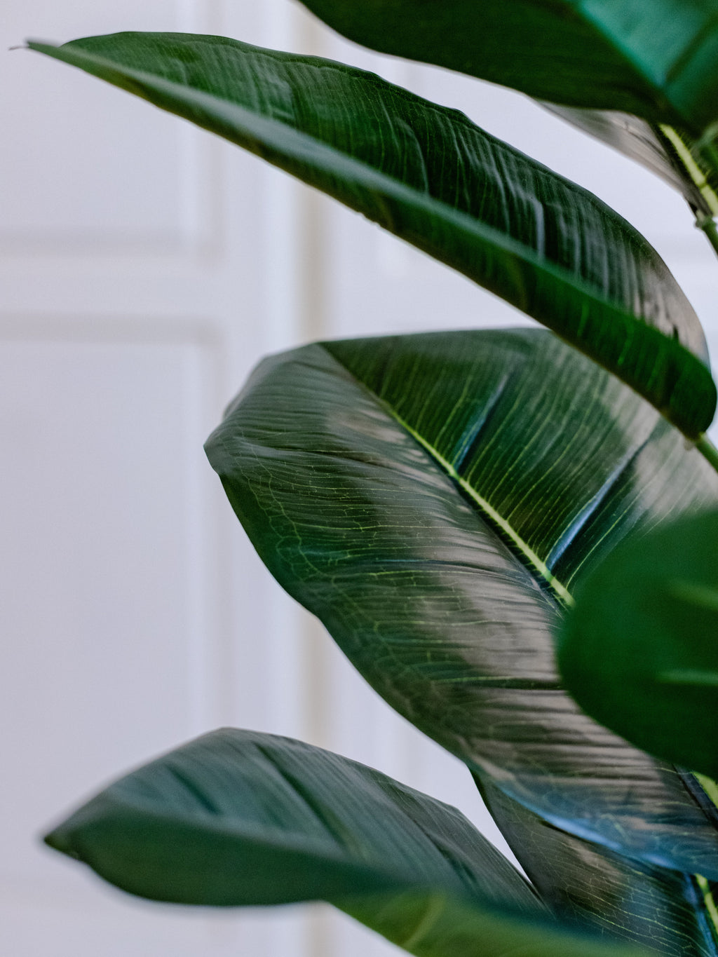 Realistic Rubber Plant with Glossy Green Leaves