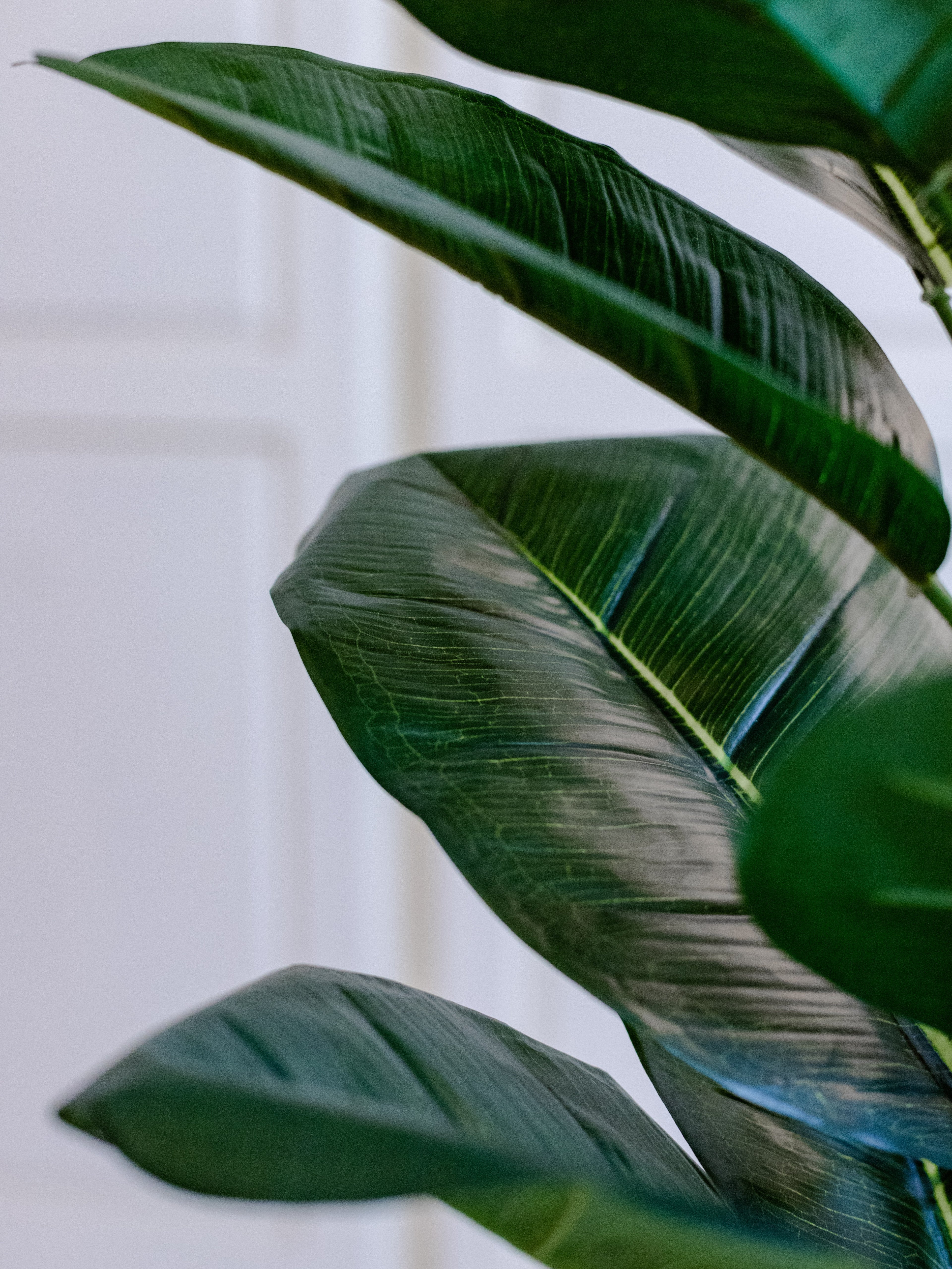 Realistic Rubber Plant with Glossy Green Leaves