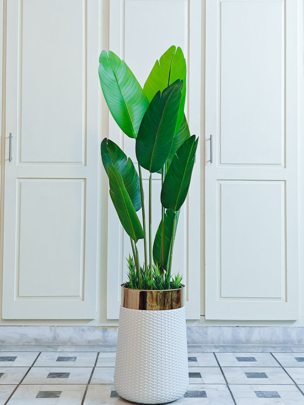 Banana Plant with Black Pot | Home Cuddles