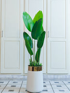 Banana Plant with Black Pot | Home Cuddles