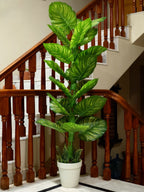 Zebra Plant in White Pot for Office and Hotel Interiors