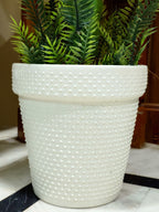 Stylish Artificial Zebra Plant by Home Cuddles