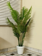 Areca Palm Plant in White Pot for Office Interiors