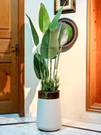 Faux Banana Plant – Elegant Indoor Greenery by Home Cuddles