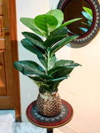 Elegant Decorative Rubber Plant by Home Cuddles